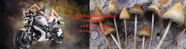 индика Горнозаводск